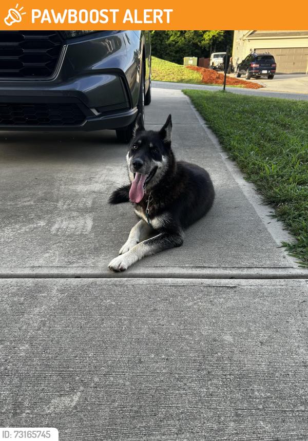 Found/Stray Female Dog last seen Mahogany Dr - Ledford South, Davidson County, NC 27360