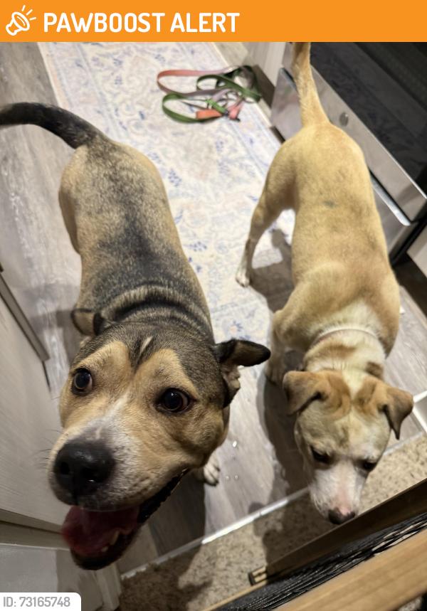 Found/Stray Female Dog last seen Pike Creek, DE, New Castle County, DE 19711