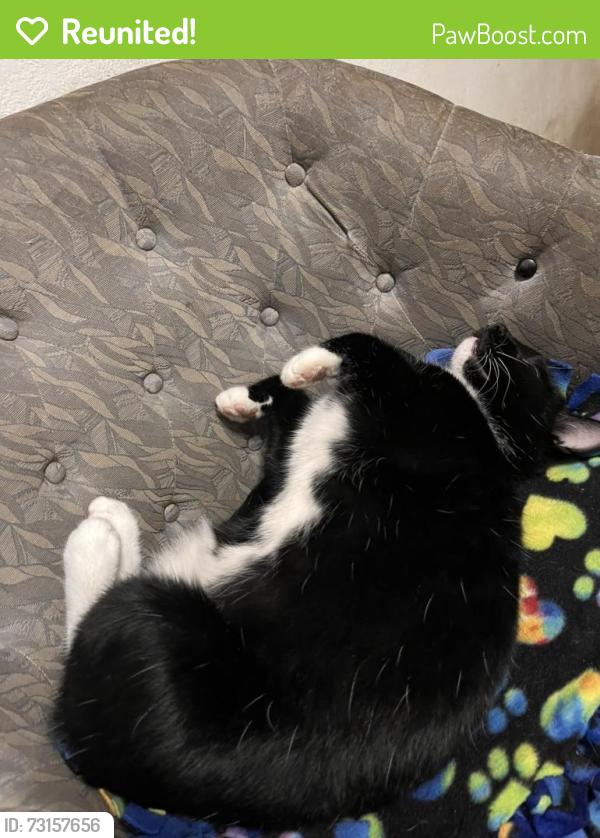 Reunited Female Cat last seen 120th Ave SE to the east and 116th Ave SE to the west., Renton, WA 98058