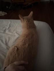 Reunited Male Cat last seen Near Coronado crest road, Maryville, TN 37804