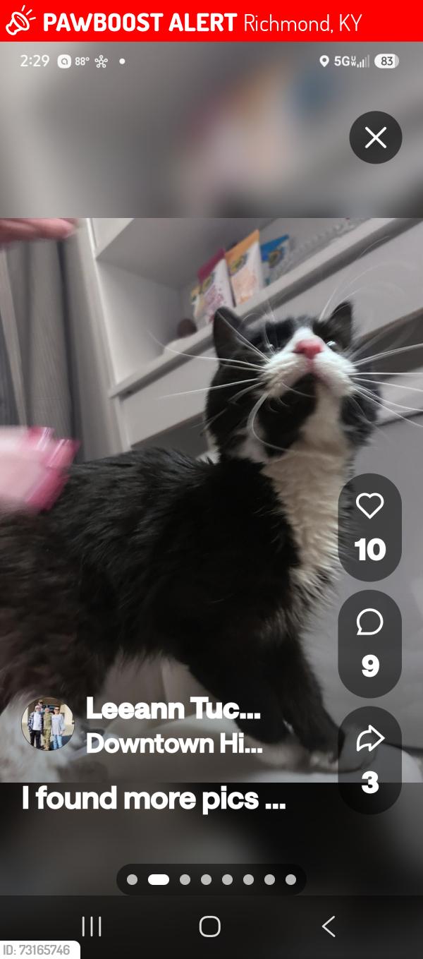 Lost Female Cat last seen Madison Ave,Central high,old railroad tracks, Richmond, KY 40475
