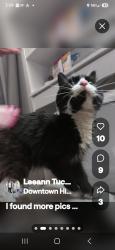 Lost Female Cat last seen Madison Ave,Central high,old railroad tracks, Richmond, KY 40475