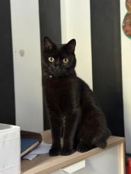 Lost Male Cat last seen Seven Sisters station, Greater London, England N15 4SQ