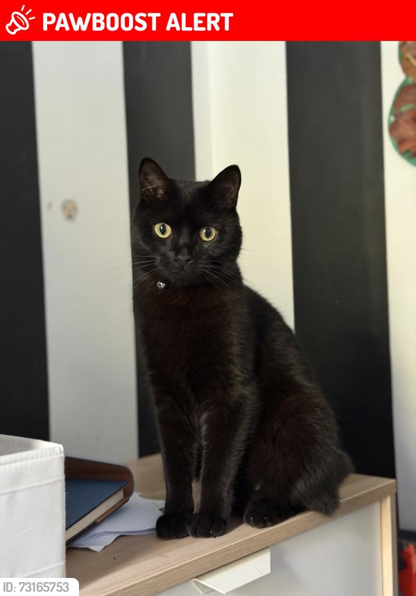 Lost Male Cat last seen Seven Sisters station, Greater London, England N15 4SQ