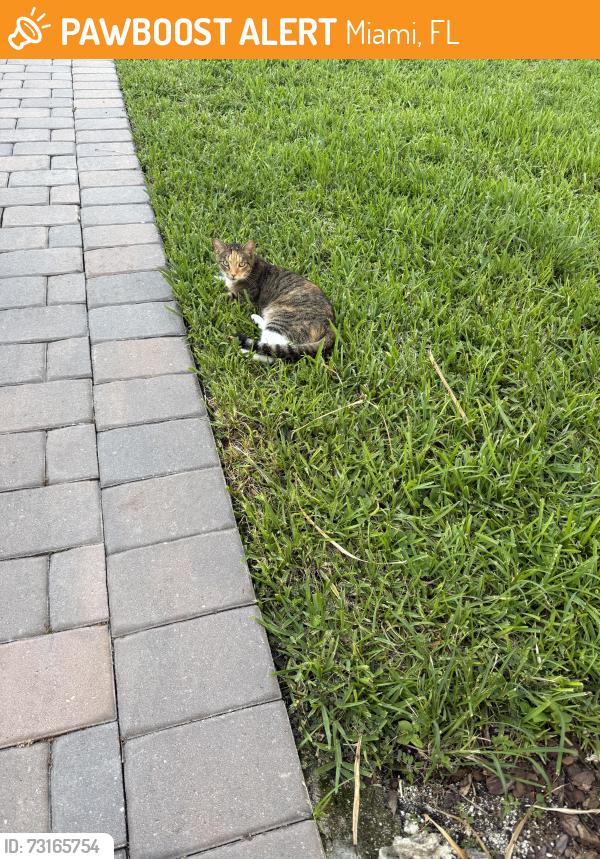 Found/Stray Unknown Cat last seen Near Publix, Miami, FL 33185
