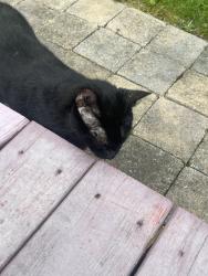 Found/Stray Unknown Cat last seen Bliley, Richmond, VA 23225