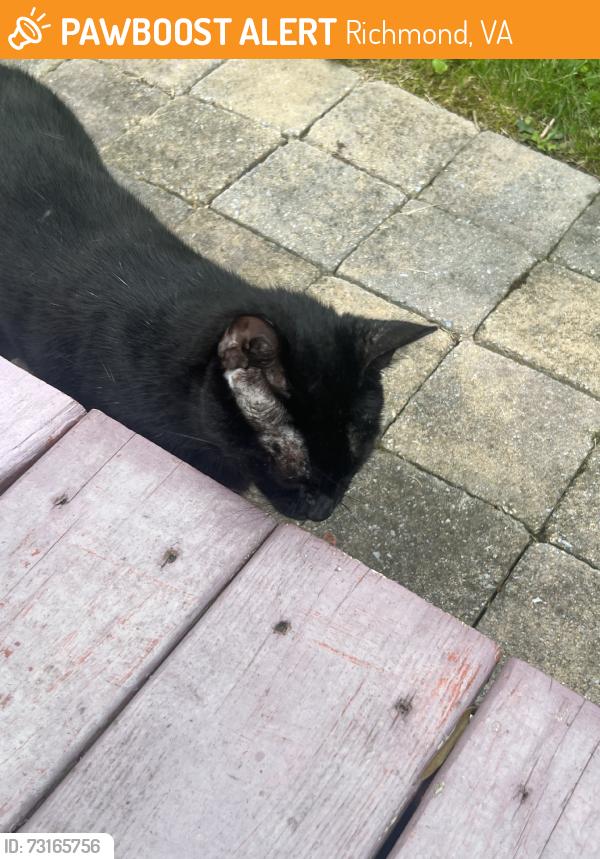 Found/Stray Unknown Cat last seen Bliley, Richmond, VA 23225