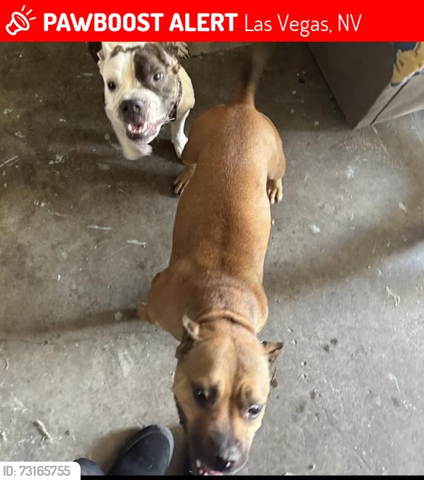 Lost Female Dog last seen Mt hood and Owens, Las Vegas, NV 89110