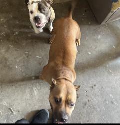 Lost Female Dog last seen Mt hood and Owens, Las Vegas, NV 89110