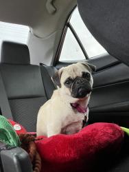 Lost Female Dog last seen St. James and st. Charles, San Antonio, TX 78202