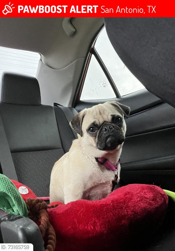 Lost Female Dog last seen St. James and st. Charles, San Antonio, TX 78202