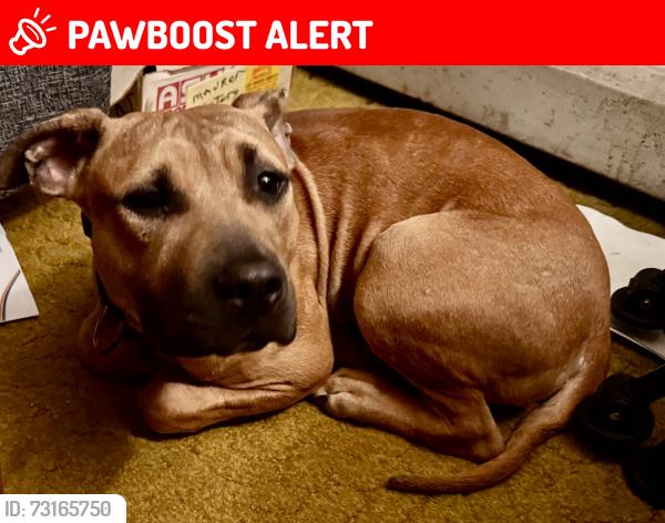 Lost Male Dog last seen Judy Dr Valley Dr, North Annville Township, PA 17003