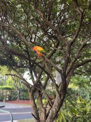 Lost Female Bird last seen Near Neptune Lane between starlight es, Fort Lauderdale, FL 33312