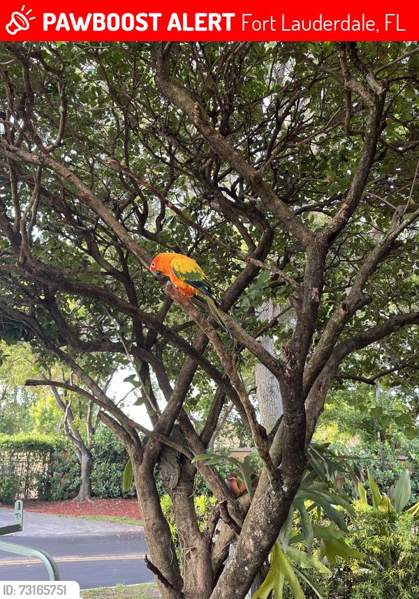 Lost Female Bird last seen Near Neptune Lane between starlight es, Fort Lauderdale, FL 33312