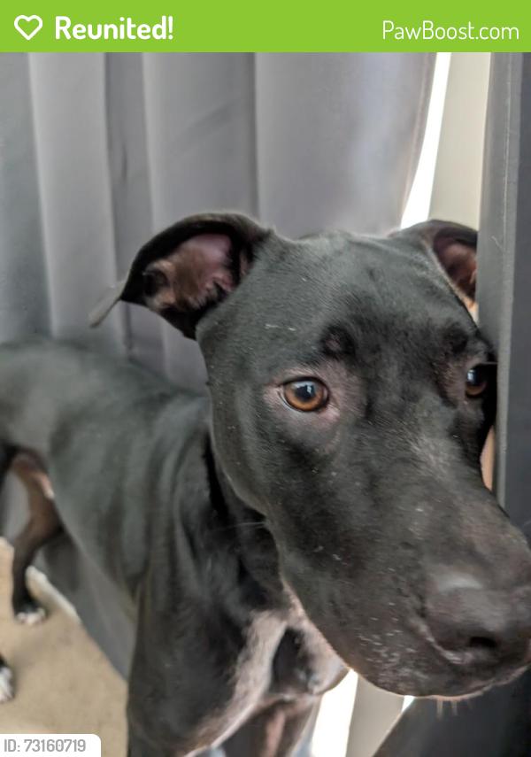 Reunited Male Dog last seen Northrop and cedar, Lansing, MI 48911