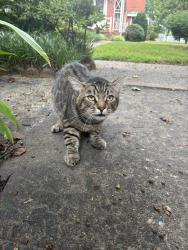 Found/Stray Unknown Cat last seen Near block of Hanover ave, Richmond, VA 23221