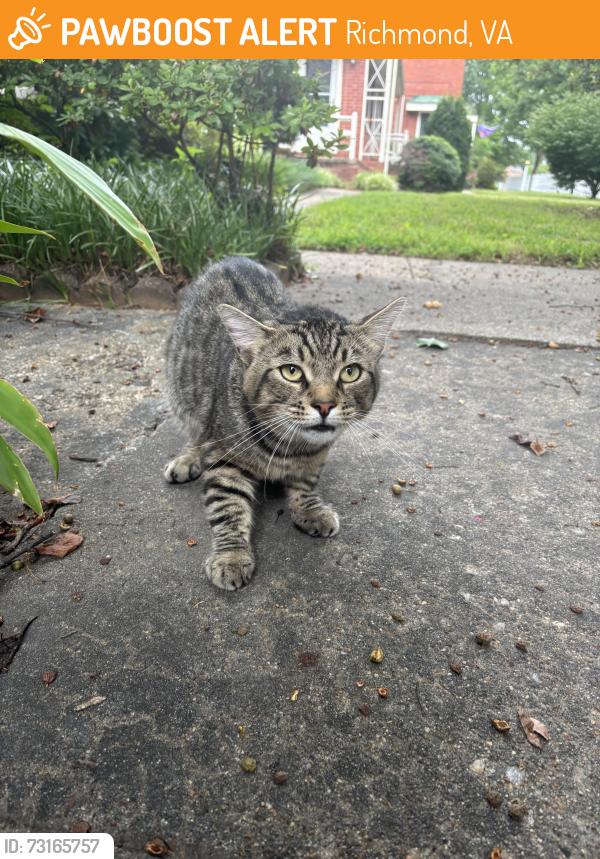 Found/Stray Unknown Cat last seen Near block of Hanover ave, Richmond, VA 23221