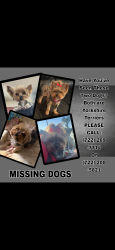 Lost Male Dog last seen Near 24th PL SW, Vero Beach, FL 32962
