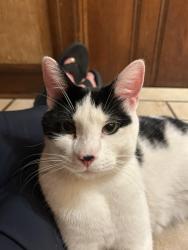 Reunited Male Cat last seen Alley on 46th and Fremont, Minneapolis, MN 55419