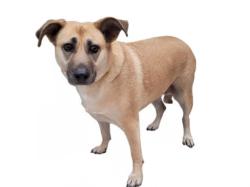 Shelter Stray Female Dog last seen , 3201 Lacy St, Los Angeles, CA 90031, USA
