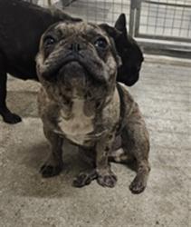 Shelter Stray Unknown Dog last seen , 3201 Lacy St, Los Angeles, CA 90031, USA