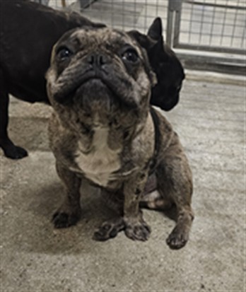 Shelter Stray Unknown Dog last seen , 3201 Lacy St, Los Angeles, CA 90031, USA