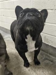 Shelter Stray Unknown Dog last seen , 3201 Lacy St, Los Angeles, CA 90031, USA