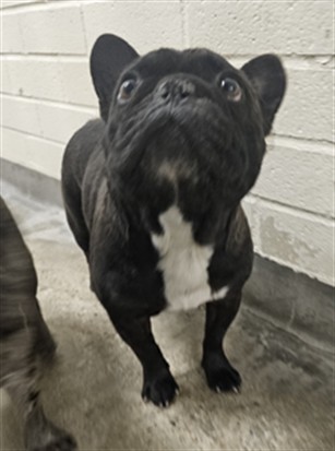 Shelter Stray Unknown Dog last seen , 3201 Lacy St, Los Angeles, CA 90031, USA
