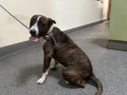 Shelter Stray Unknown Dog last seen , 3201 Lacy St, Los Angeles, CA 90031, USA