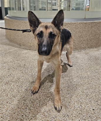 Shelter Stray Male Dog last seen , 3201 Lacy St, Los Angeles, CA 90031, USA