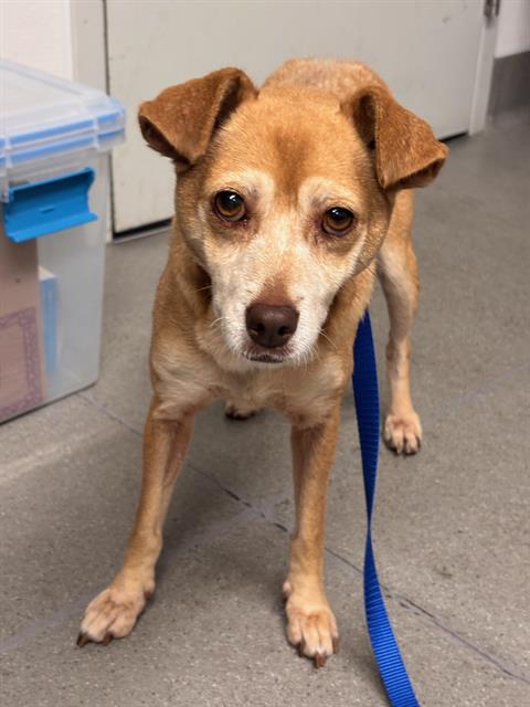 Shelter Stray Female Dog last seen SILVER, 1419 Bryant St, San Francisco, CA 94103, USA