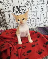 Shelter Stray Female Cat last seen , 957 N Gaffey St, San Pedro, CA 90731, USA