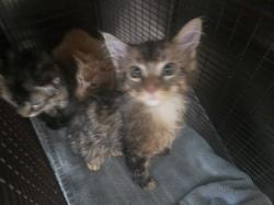 Shelter Stray Female Cat last seen , 957 N Gaffey St, San Pedro, CA 90731, USA