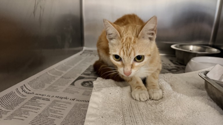 Shelter Stray Female Cat last seen , 957 N Gaffey St, San Pedro, CA 90731, USA
