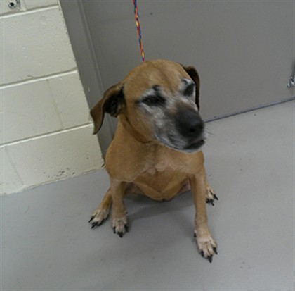 Shelter Stray Female Dog last seen , 232 Eslinger Way, Sanford, FL 32773, USA