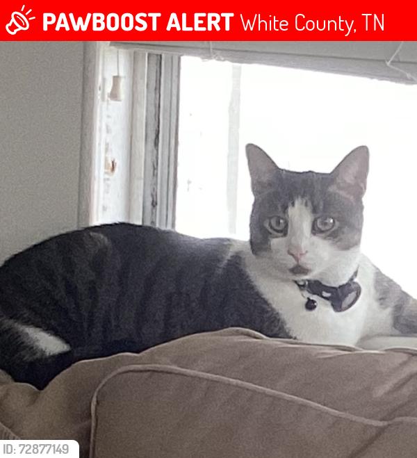 Lost Male Cat last seen Cedar Creek Road near Indian Mound, White County, TN 38583