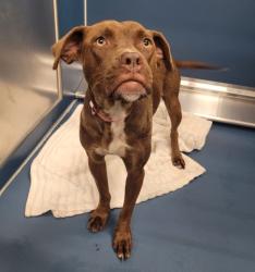 Shelter Stray Female Dog last seen Near BLOCK W JEFFERSON AVE, DETROIT MI 48209, 7401 Chrysler Dr, Detroit, MI 48211, USA