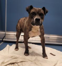 Shelter Stray Female Dog last seen Near BLOCK WHITCOMB DETROITMI 48227, 7401 Chrysler Dr, Detroit, MI 48211, USA