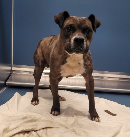Shelter Stray Female Dog last seen Near BLOCK WHITCOMB DETROITMI 48227, 7401 Chrysler Dr, Detroit, MI 48211, USA