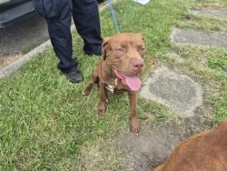 Shelter Stray Male Dog last seen Near BLOCK LEMAY AVE, DETROIT, MI 48214, 7401 Chrysler Dr, Detroit, MI 48211, USA