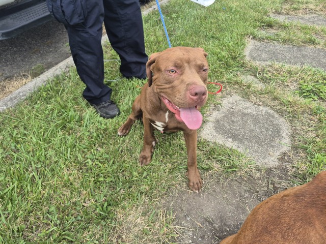Shelter Stray Male Dog last seen Near BLOCK LEMAY AVE, DETROIT, MI 48214, 7401 Chrysler Dr, Detroit, MI 48211, USA