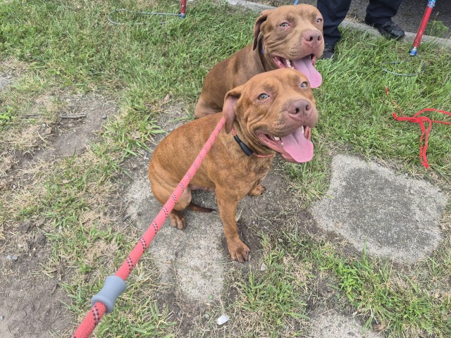 Shelter Stray Male Dog last seen Near BLOCK LEMAY AVE, DETROIT, MI 48214, 7401 Chrysler Dr, Detroit, MI 48211, USA