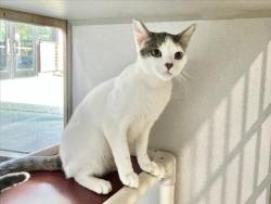 Shelter Stray Male Cat last seen S CHURTON ST, HILLSBOROUGH, NC, 1601 Eubanks Rd, Chapel Hill, NC 27516, USA
