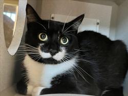 Shelter Stray Male Cat last seen HUNTERS RUN, 1601 Eubanks Rd, Chapel Hill, NC 27516, USA