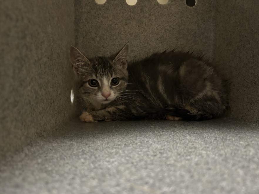 Shelter Stray Unknown Cat last seen CAROL LN, 1601 Eubanks Rd, Chapel Hill, NC 27516, USA