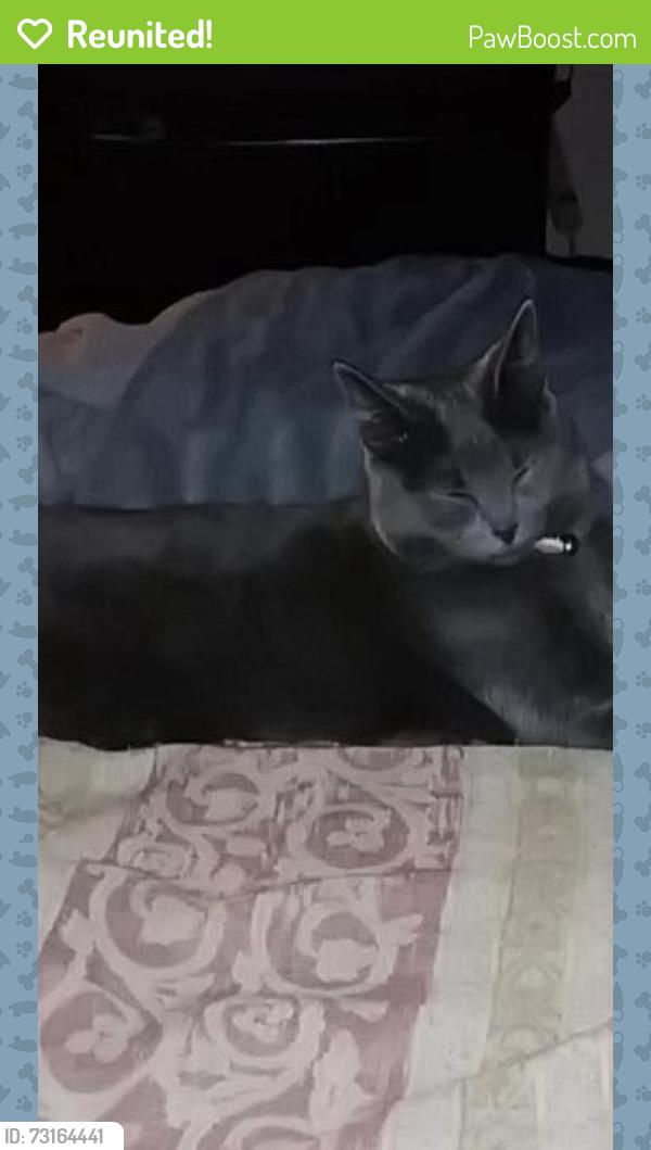 Reunited Female Cat last seen Franklin blvd, Sacramento, CA 95823