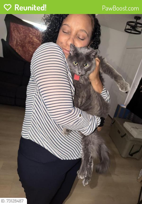Reunited Female Cat last seen Lamb E craig, Las Vegas, NV 89115