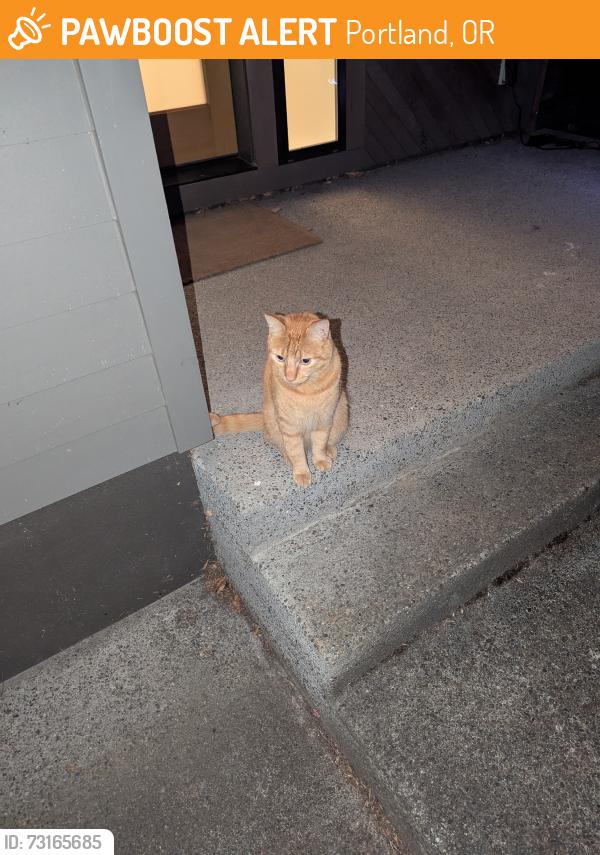 Found/Stray Unknown Cat last seen 62nd and Windsor Court, Portland, OR 97206