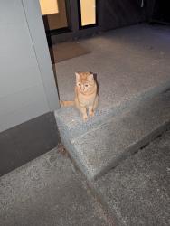 Found/Stray Unknown Cat last seen 62nd and Windsor Court, Portland, OR 97206