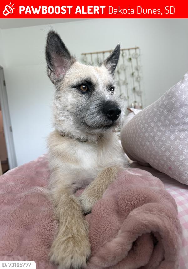 Lost Female Dog last seen Cubby’s, Dakota Dunes, SD 57049